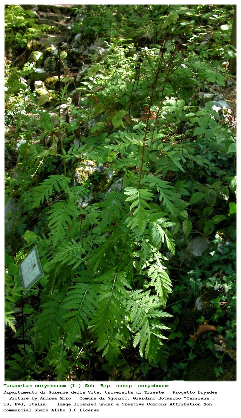 Tanacetum corymbosum (L.) Sch. Bip. subsp. corymbosum